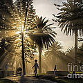 Late afternoon sunbeams