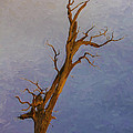 Dead turpentine tree