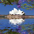 Sydney Opera House with jacaranda reflection