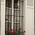 Flowers in Paris windowbox