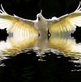Sulphur crested cockatoo rising
