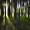 Tree abstract